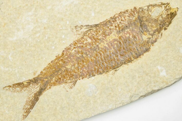 4.2" Detailed Fossil Fish (Knightia) - Wyoming